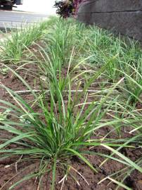 Fotografia da espécie Ophiopogon japonicus