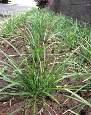 Fotografia 8 da espécie Ophiopogon japonicus no Jardim Botânico UTAD