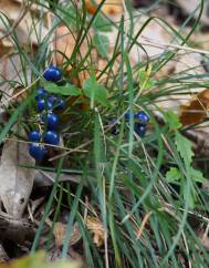 Ophiopogon japonicus