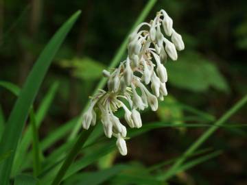 Fotografia da espécie Ophiopogon jaburan