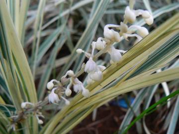 Fotografia da espécie Ophiopogon jaburan