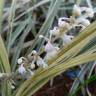 Fotografia 3 da espécie Ophiopogon jaburan do Jardim Botânico UTAD