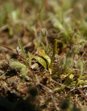 Fotografia 4 da espécie Ophioglossum lusitanicum no Jardim Botânico UTAD