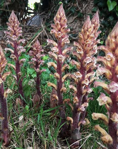 Fotografia de capa Orobanche hederae - do Jardim Botânico