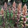 Fotografia 1 da espécie Orobanche hederae do Jardim Botânico UTAD