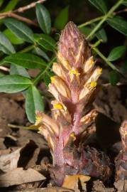 Fotografia da espécie Orobanche hederae