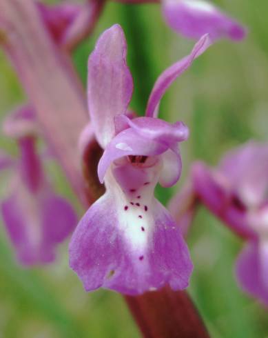 Fotografia de capa Orchis mascula subesp. laxifloriformis - do Jardim Botânico