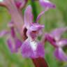 Fotografia 1 da espécie Orchis mascula subesp. laxifloriformis do Jardim Botânico UTAD