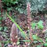 Fotografia 5 da espécie Orobanche hederae do Jardim Botânico UTAD