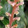 Fotografia 6 da espécie Orobanche hederae do Jardim Botânico UTAD