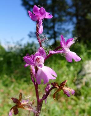 Fotografia 5 da espécie Orchis mascula subesp. laxifloriformis no Jardim Botânico UTAD