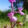 Fotografia 5 da espécie Orchis mascula subesp. laxifloriformis do Jardim Botânico UTAD