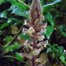 Fotografia 7 da espécie Orobanche hederae do Jardim Botânico UTAD