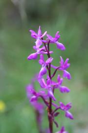 Fotografia da espécie Orchis mascula subesp. laxifloriformis
