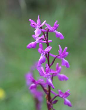 Fotografia 6 da espécie Orchis mascula subesp. laxifloriformis no Jardim Botânico UTAD