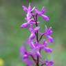 Fotografia 6 da espécie Orchis mascula subesp. laxifloriformis do Jardim Botânico UTAD