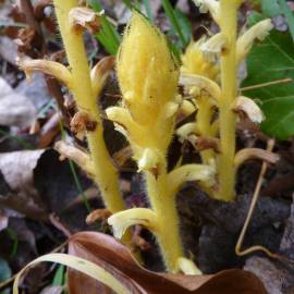 Fotografia da espécie Orobanche hederae