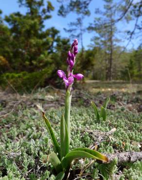 Fotografia 9 da espécie Orchis mascula subesp. laxifloriformis no Jardim Botânico UTAD