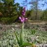 Fotografia 9 da espécie Orchis mascula subesp. laxifloriformis do Jardim Botânico UTAD