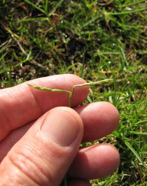 Fotografia 3 da espécie Paspalum vaginatum no Jardim Botânico UTAD