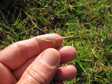 Fotografia da espécie Paspalum vaginatum