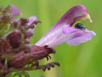 Fotografia da espécie Pedicularis palustris