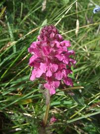 Fotografia da espécie Pedicularis palustris