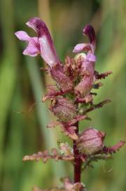 Fotografia da espécie Pedicularis palustris