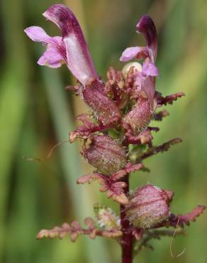 Fotografia 5 da espécie Pedicularis palustris no Jardim Botânico UTAD