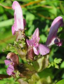 Fotografia da espécie Pedicularis palustris