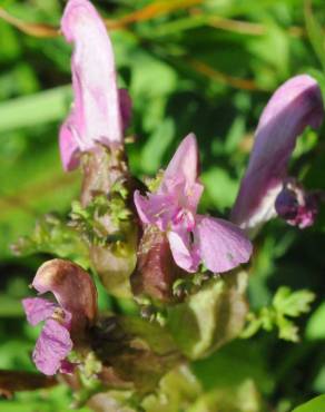 Fotografia 6 da espécie Pedicularis palustris no Jardim Botânico UTAD