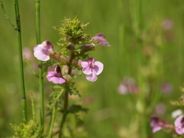 Fotografia da espécie Pedicularis palustris