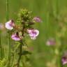 Fotografia 7 da espécie Pedicularis palustris do Jardim Botânico UTAD