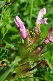 Fotografia da espécie Pedicularis palustris