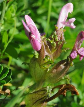 Fotografia 8 da espécie Pedicularis palustris no Jardim Botânico UTAD