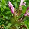 Fotografia 8 da espécie Pedicularis palustris do Jardim Botânico UTAD