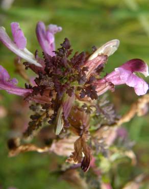 Fotografia 9 da espécie Pedicularis palustris no Jardim Botânico UTAD