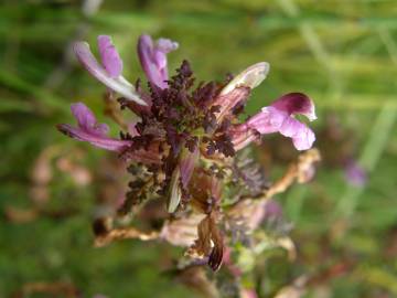 Fotografia da espécie Pedicularis palustris