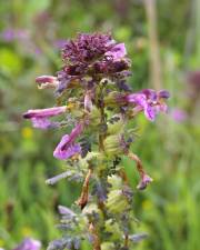 Fotografia da espécie Pedicularis palustris