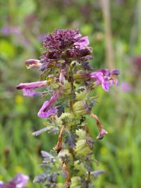 Fotografia da espécie Pedicularis palustris