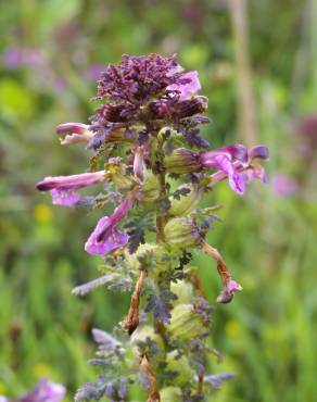 Fotografia 1 da espécie Pedicularis palustris no Jardim Botânico UTAD