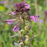 Fotografia 1 da espécie Pedicularis palustris do Jardim Botânico UTAD