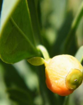 Fotografia 1 da espécie Osyris lanceolata no Jardim Botânico UTAD