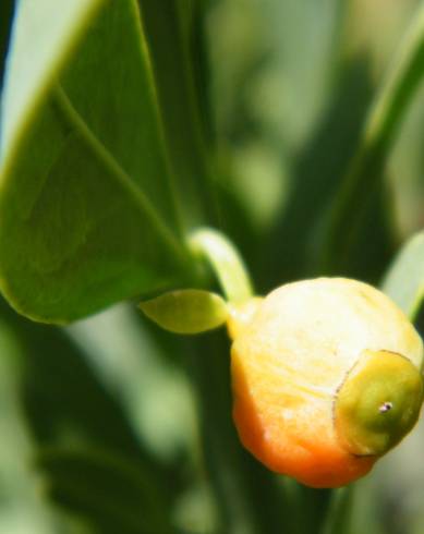 Fotografia de capa Osyris lanceolata - do Jardim Botânico