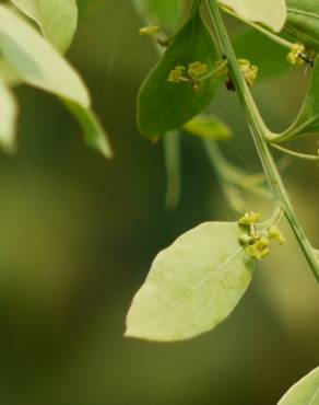 Fotografia 3 da espécie Osyris lanceolata no Jardim Botânico UTAD