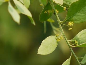 Fotografia da espécie Osyris lanceolata