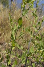 Fotografia da espécie Osyris lanceolata