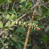 Fotografia 6 da espécie Osyris lanceolata do Jardim Botânico UTAD