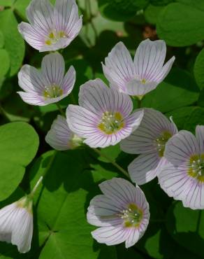 Fotografia 3 da espécie Oxalis acetosella no Jardim Botânico UTAD