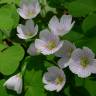 Fotografia 3 da espécie Oxalis acetosella do Jardim Botânico UTAD